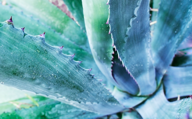 Large cactus agave close-up with selective focus. Source_istockphoto.com. Credit_Elena Goosen